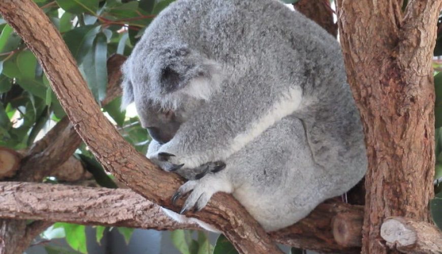 Lone Pine Koala Sanctuary A Haven for Australia's Beloved Marsupials